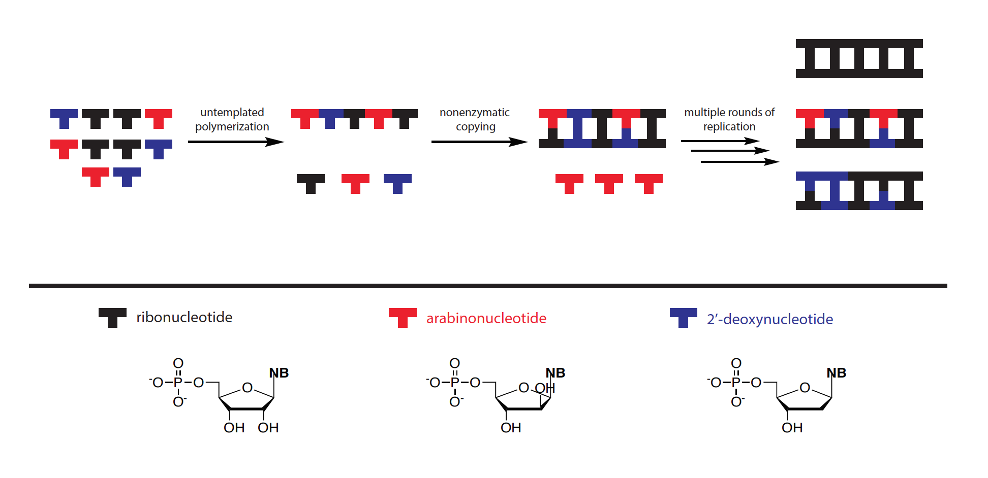 A schematic of how messy hybrids of RNA, ANA, and DNA could have transitioned into the pure forms of RNA and DNA we have today