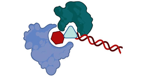 cell-schreiber.jpg