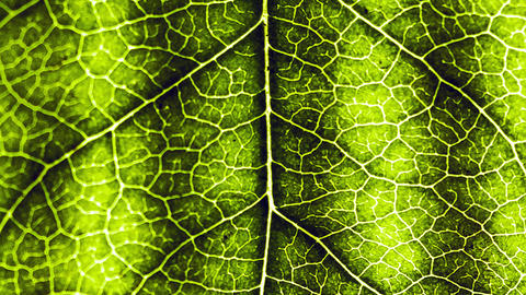 Nocera's artificial and bionic leaf technology could transform the energy industry