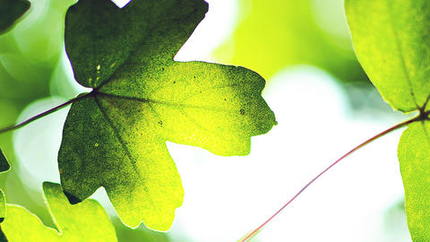 Nocera's artificial leaf bests nature
