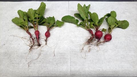 Radishes, grown with the Nocera group's biofertilizer (right) and without