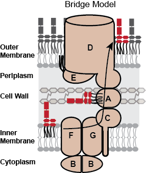 LPS Protein Bridge