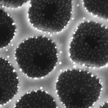 A close-up image of the wing of a butterfly