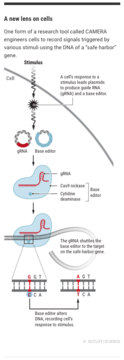 CAMERA: A new lens on cells (Credit: K. Sutliff, Science)