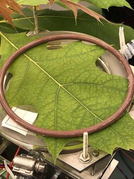 A photo of a large red oak leaf pinned underneath a metal ring