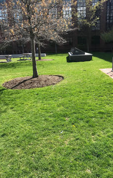 A photo of one biofertilizer-fed lawn on the Harvard campus