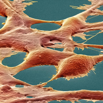 Using human embryonic kidney cells, researchers have come up with a way to edit specific letters in the genome.