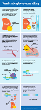 Prime editing infographic