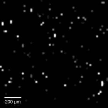 Intracellular recordings of neurons across a connected network