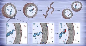 nucleotides crossing cell membrane in Szostak experiment