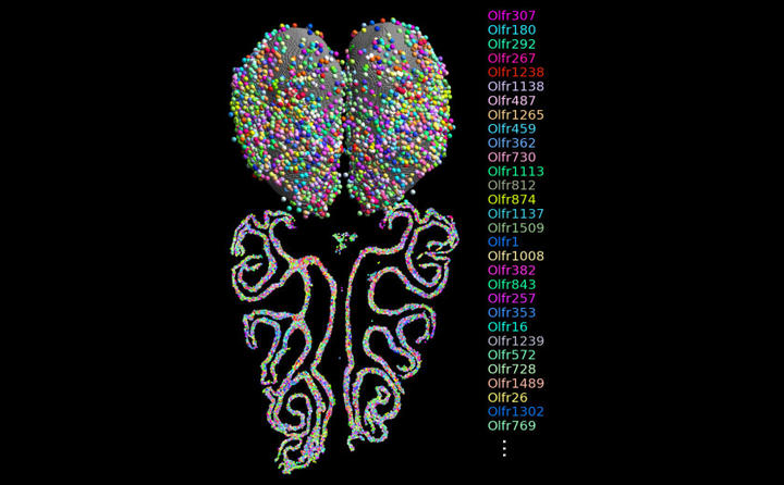 Combined maps of odorant receptor (OR) expression in the olfactory epithelium and of the projections of olfactory sensory neurons expressing a given OR into the olfactory bulb (OB) identified by MERFISH. Courtesy of Bogdan Bintu, Ph.D. ’21/Dulac Lab, Zhuang Lab