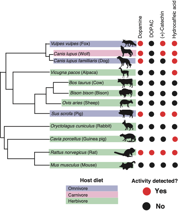 An infographic that shows which animals have the same gut microbial enzymes as humans