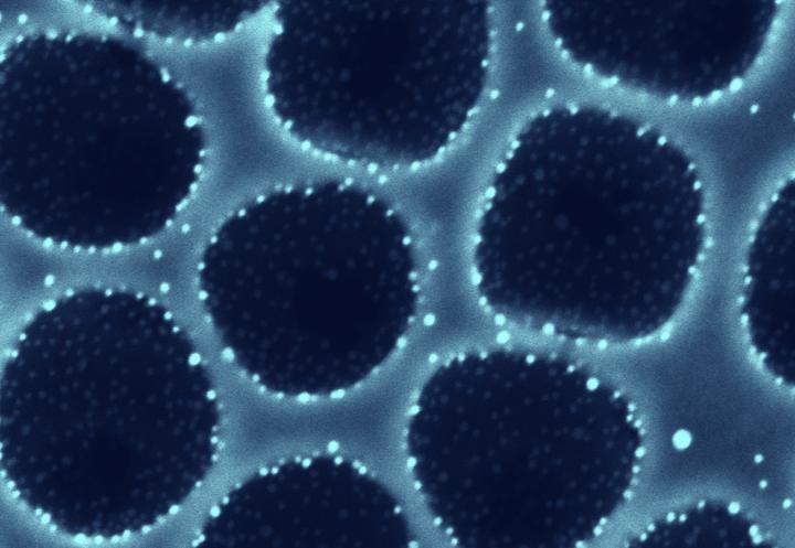 An up-close image of the catalyst's porous scaffold