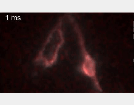 A single neuron fires