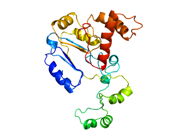 A rendering of the chemical model of the E. coli protein, FabG
