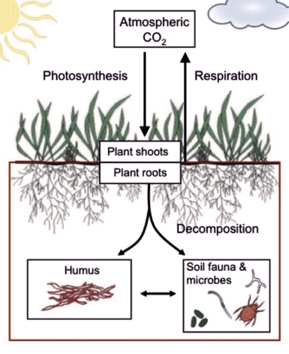 A diagram of how the fertilizer works with just sunlight and water