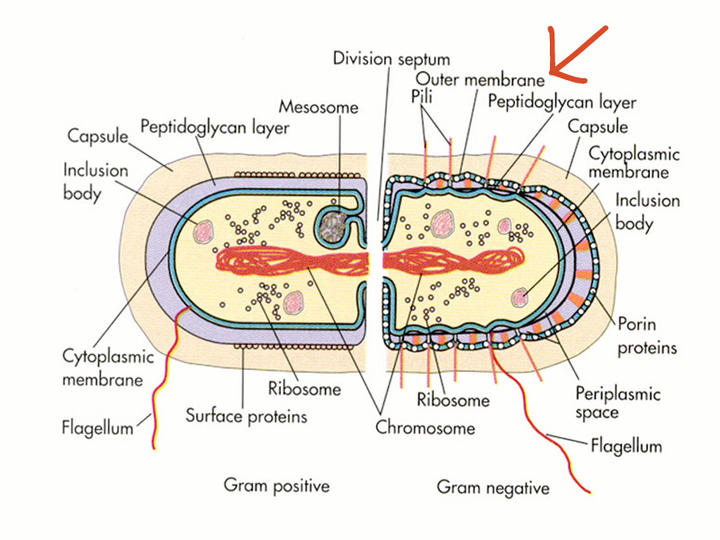 Gram-negative Bacterium Diagram