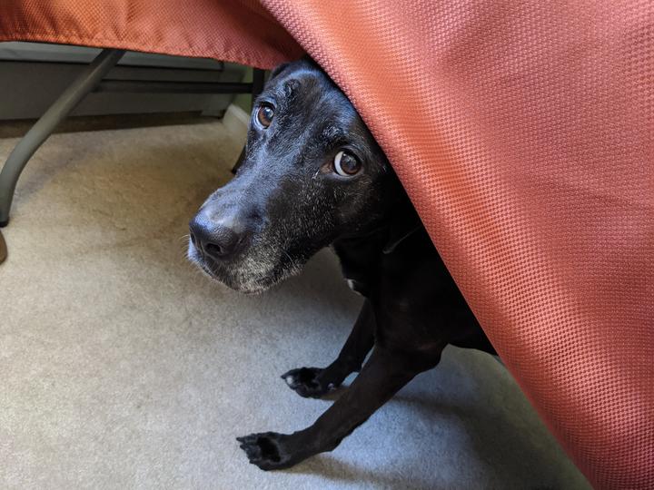Photo of a dog peaking out from under a table, the tablecloth draped over her forehead