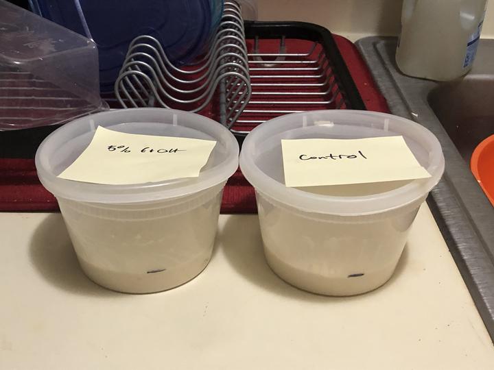 A photo of two different sourdough starters in separate plastic containers
