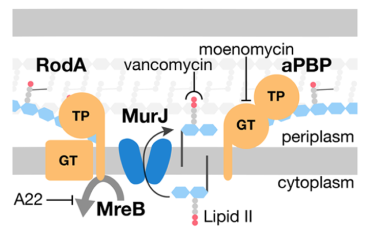 Lipid II transport from the cytoplasm into the periplasm
