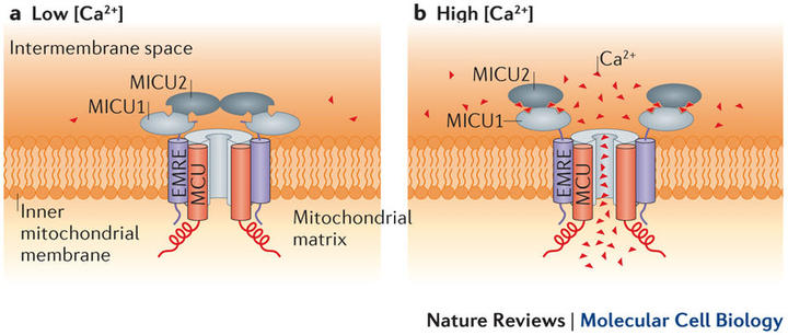 Regulation of the uniporter by calcium