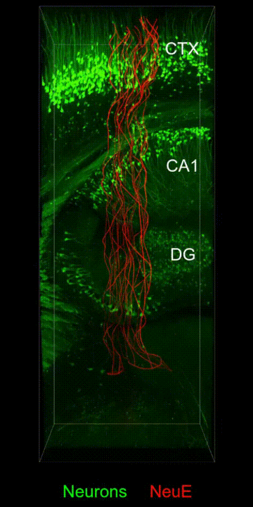 3-dimensional map of neuron-like electronics integrated with brain tissue