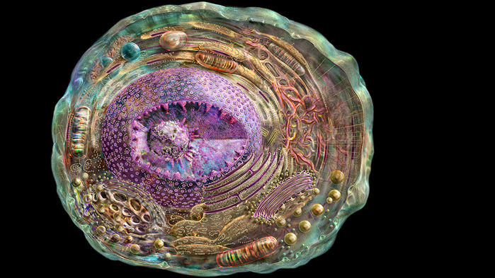 CAMERA records the internal and external chatter that influences a cell