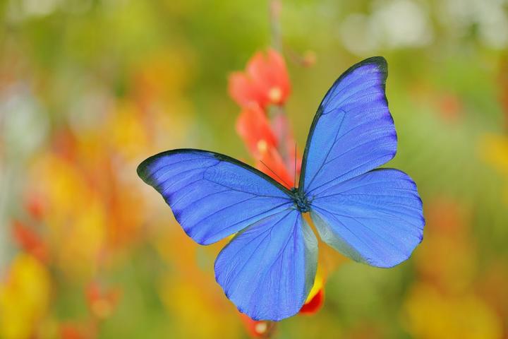 A photo of a blue butterfly