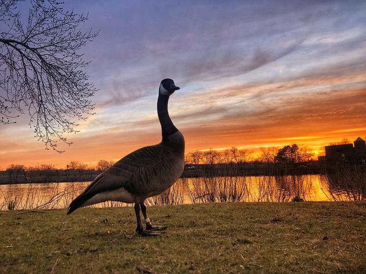 A photo of a goose on the bank of the Charles River with the sun setting behind