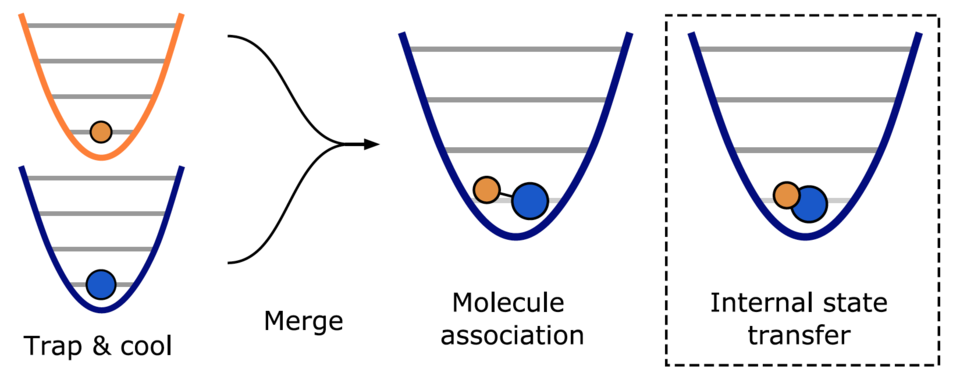 A diagram of how molecules are merged using optical tweezers