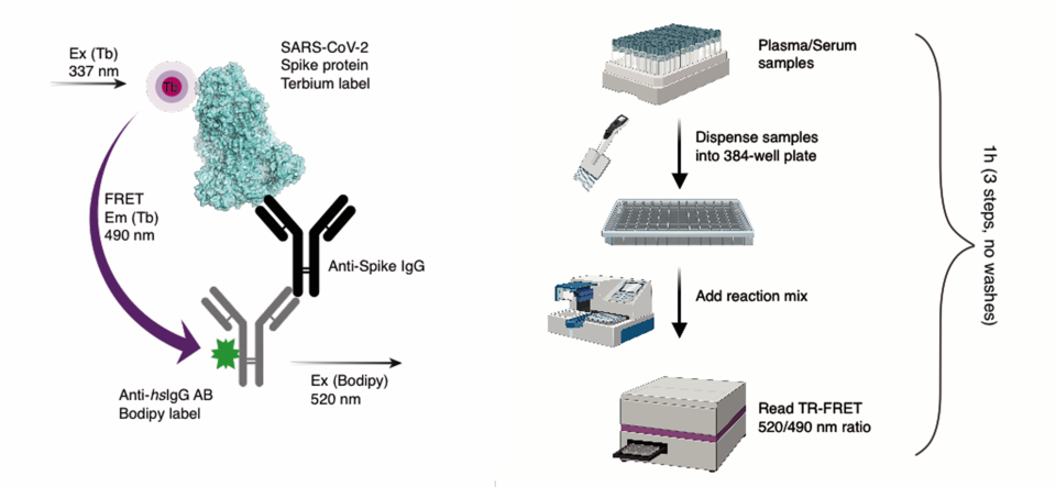 An illustrated schematic of how the test attaches to a COVID-19 antibody and the steps involved