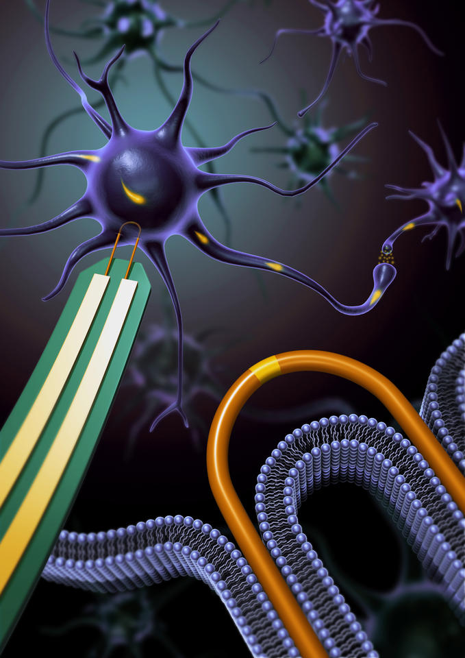 An army of nanowire devices could accelerate research on how our brain and cardiac cells communicate