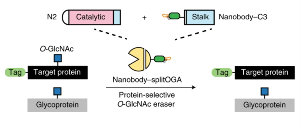 Woo and her lab have designed a new highly-selective tool to study 