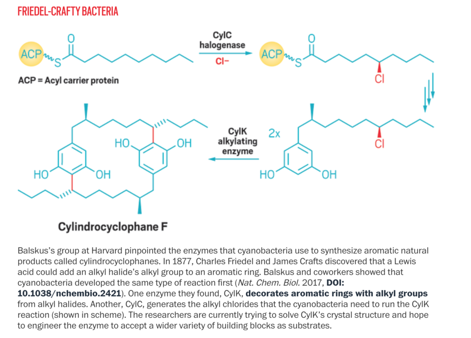 Friedel-Crafty Bacteria