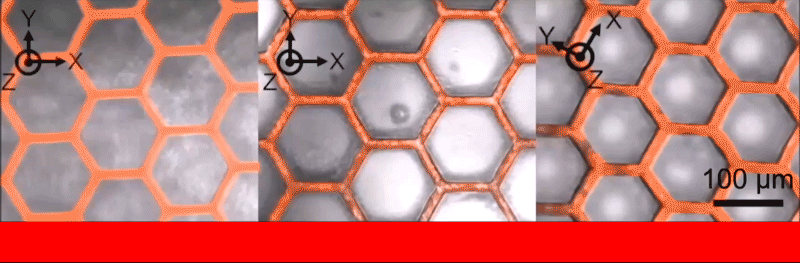 Thermal-responsive-deformation-of-LCE-hexagonal-closed-cell-structures